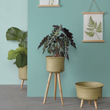 Handed By Basket with wooden feet UP LOW